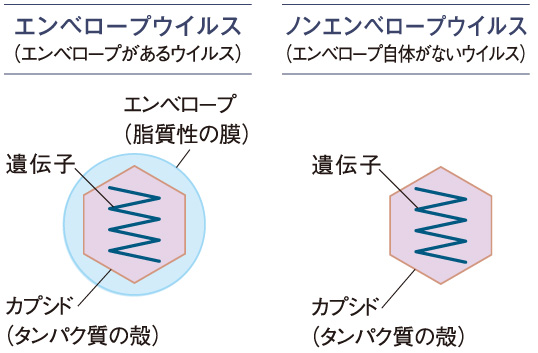 細菌とウイルス